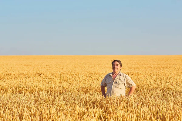 Satisfied Mature Farmer Touching Care His Ripe Wheat Field Harvest — Stock Photo, Image