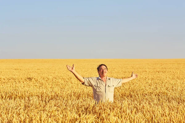 Satisfied Mature Farmer Touching Care His Ripe Wheat Field Harvest — Stock Photo, Image