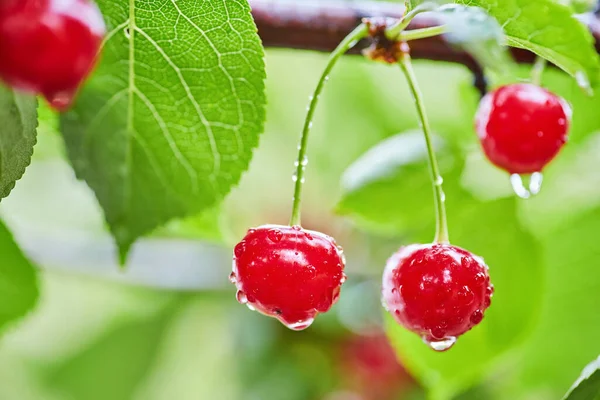 Bacche Rosse Una Dolce Ciliegia Ramo Frutteto Estivo Sfondo Sfocato — Foto Stock