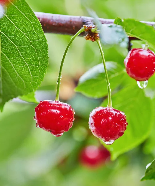 Bacche Rosse Una Dolce Ciliegia Ramo Frutteto Estivo Sfondo Sfocato — Foto Stock