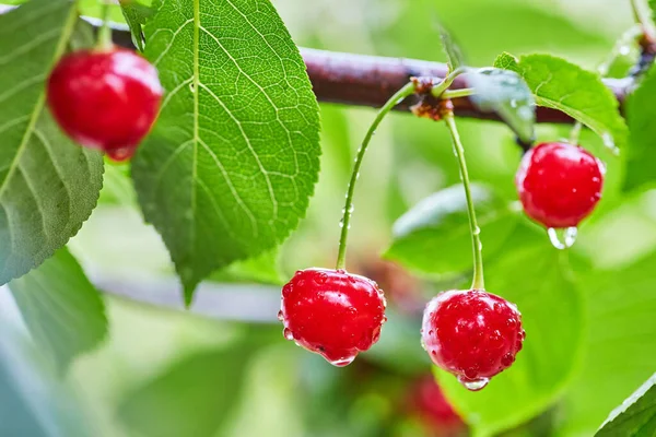 Bacche Rosse Una Dolce Ciliegia Ramo Frutteto Estivo Sfondo Sfocato — Foto Stock