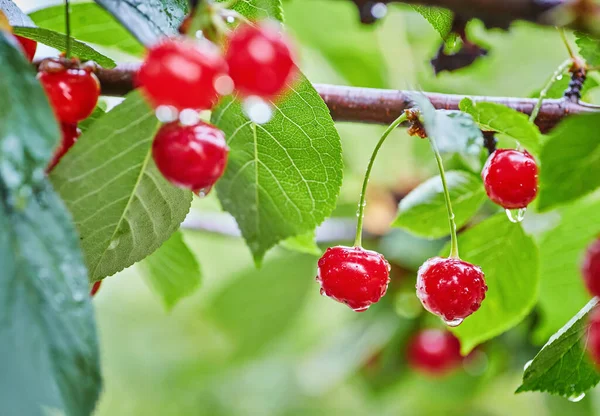 Sweet Cherry Red Berries Tree Branch Close Selective Focus — Stock Photo, Image
