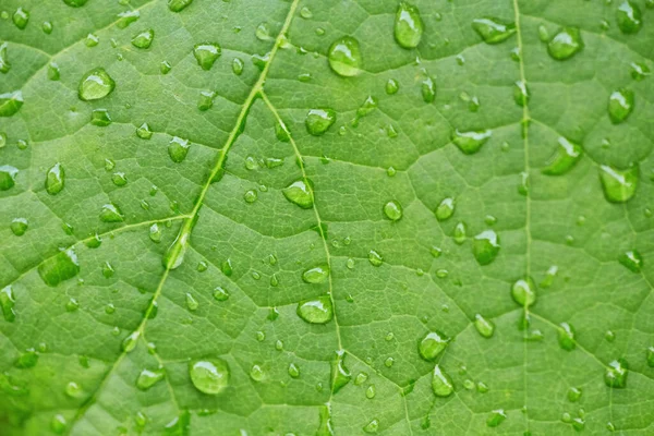 Druppel Water Een Groen Blad Een Tuin Natuurlijke Achtergrond Verse — Stockfoto