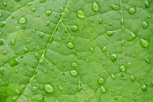 Vanndråpe Grønt Blad Hage Naturlig Bakgrunn Ferskt Grønt Bladmønster Vanndråper – stockfoto