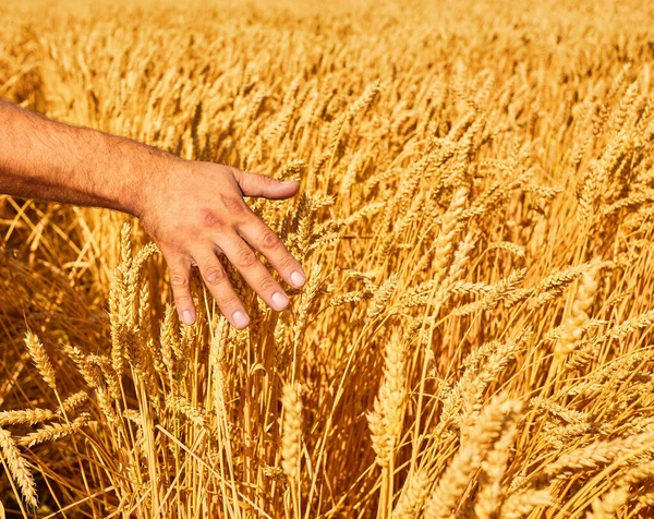 Farmer Hand Wheat Concept Rich Harvest Sunset Background Wheat Field — Stock Photo, Image