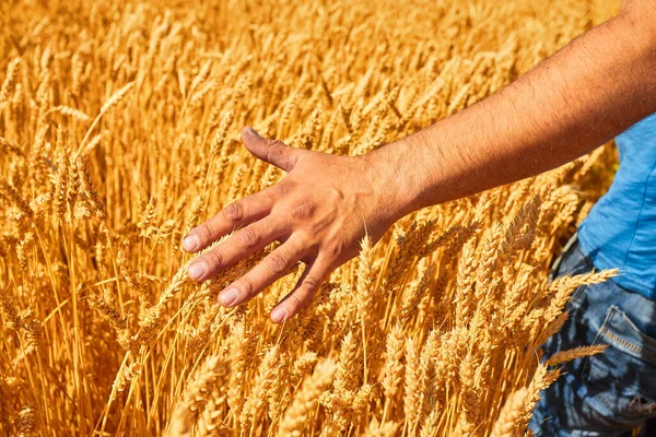 Wheat Field Male Hand Holding Cone Summer Day — Stock Photo, Image