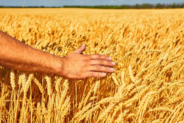 Wheat Field Male Hand Holding Cone Summer Day — Stock Photo, Image