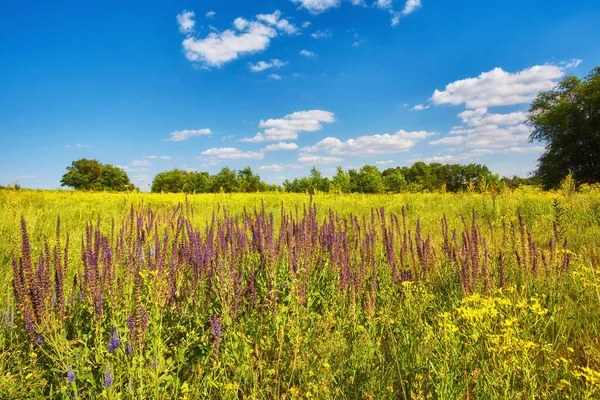 Piękny Letni Krajobraz Kwitnącymi Kwiatami Łąki Dzikie Kwiaty — Zdjęcie stockowe