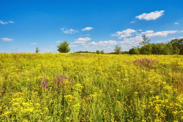 Schöne Sommerlandschaft Mit Blühenden Blumenwiesen Wildblumen — Stockfoto