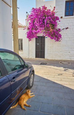 Bodrum 'daki Pembe Bougainvillea Çiçekleri ve Eski Mavi Kapı. Mugla, Türkiye