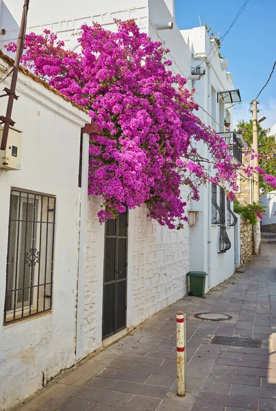 Bodrum Daki Pembe Bougainvillea Çiçekleri Eski Mavi Kapı Mugla Türkiye — Stok fotoğraf