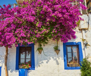 Bodrum 'daki Pembe Bougainvillea Çiçekleri ve Eski Mavi Kapı. Mugla, Türkiye