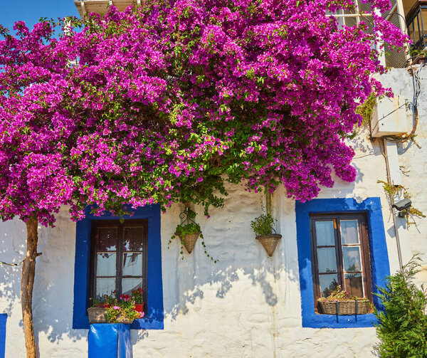 Pink Bougainvillea Flowers and Old Blue Door at Bodrum. Mugla, Turkey