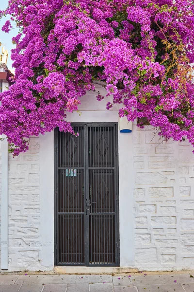 Bougainvillea Virágok Ház Körül Erkéllyel Cvetami Mikonos — Stock Fotó