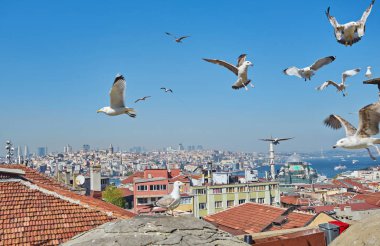 Çatıdan Boğaz Körfezi 'nin manzarası. İstanbul 'un kırmızı çatıları. Martılar İstanbul, Türkiye 'ye uçar. Yazın İstanbul seddi manzarası.