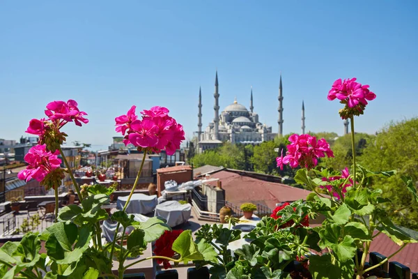 View Sultanahmet Blue Mosque Roof Building Istanbul Red Flowers — Stock Photo, Image