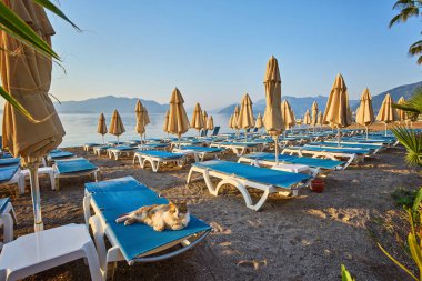 Kedi güneşli bir yatakta yatıyor. Sabah Türk tatil köyünde, bir sürü boş güneş var.
