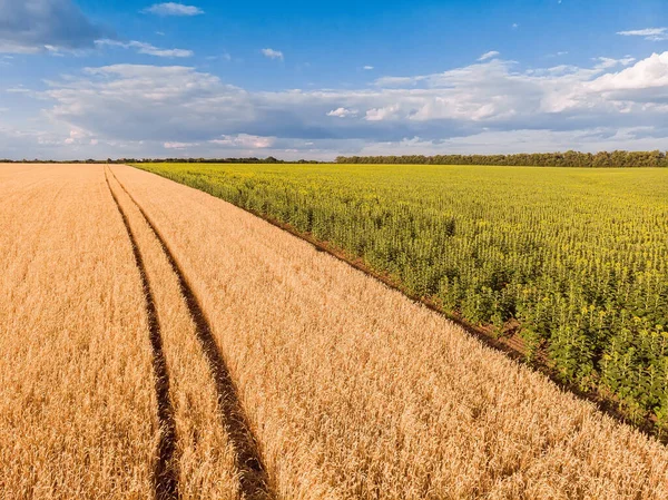 Spur Von Einem Traktor Weizenfeld Spur Eines Traktors Weizen Und — Stockfoto
