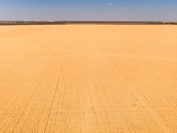 Letecký Pohled Zrající Pšeničná Pole Farmě Pod Modrou Oblohou Bílé — Stock fotografie