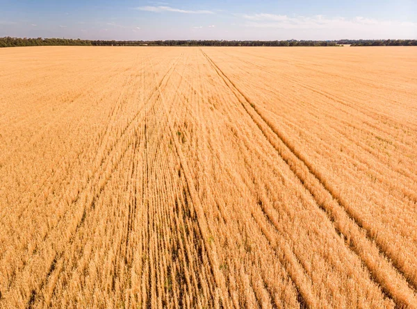 Luftaufnahme Von Sommerweizen Feldfrüchte Für Die Ernte Und Blauer Himmel — Stockfoto