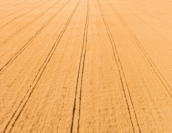 Aerial View Wheat Field Tractor Tracks Beautiful Agricultural Texture Background — Stock Photo, Image