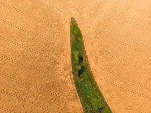 空中射撃だ 緑の木の素晴らしい島 小麦の黄色のフィールド 農地で — ストック写真