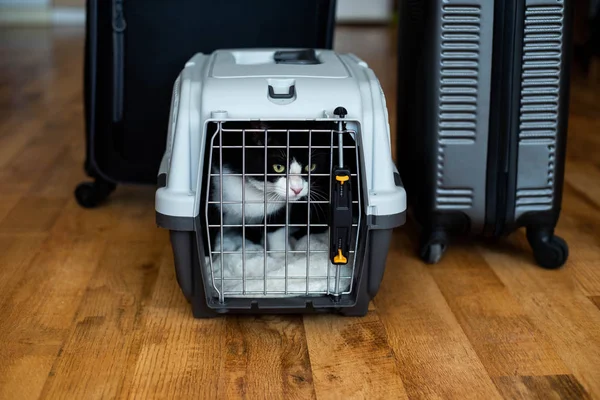 Mısır gevreği halkaları, böğürtlen ve bal ile merkez ofisteki dizüstü bilgisayarın yanında. Sağlıklı atıştırma molası.