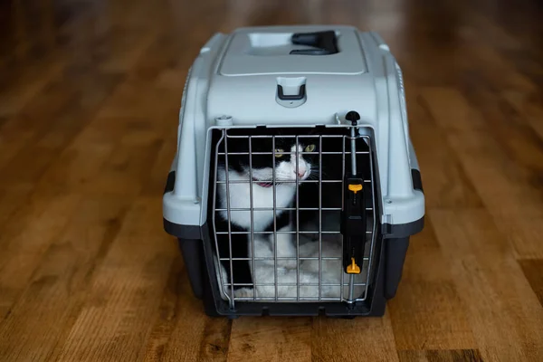 Plastik bir evcil hayvan taşıyıcısının içinde gezmeye hazır şirin bir smokin kedisi var. Siyah bavullar taşıyıcının arkasında.