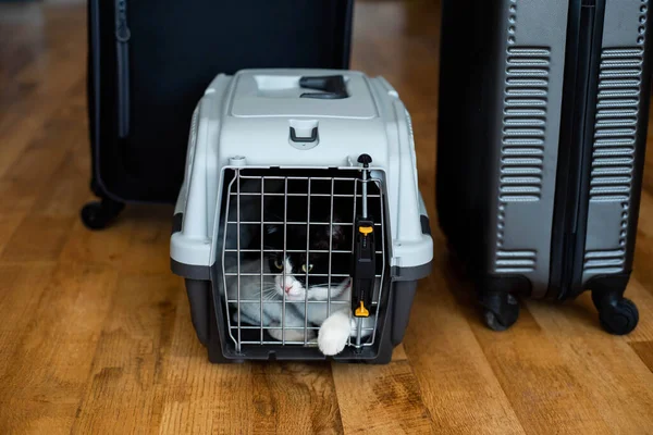 Plastik bir evcil hayvan taşıyıcısının içinde gezmeye hazır şirin bir smokin kedisi var. Siyah bavullar taşıyıcının arkasında.