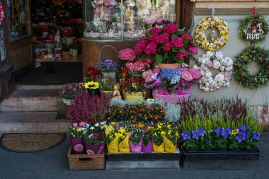 Sokakta sergilenen çiçekçi dükkanında satılık çeşitli bitkiler var.