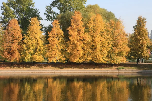 Şehir parkı altın yağmuru — Stok fotoğraf