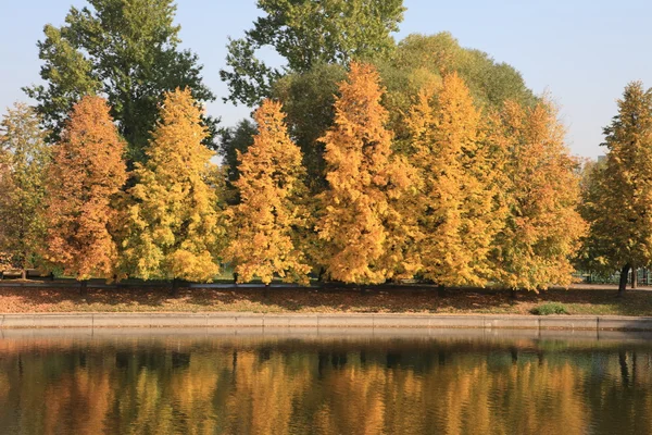 Şehir parkı altın yağmuru — Stok fotoğraf