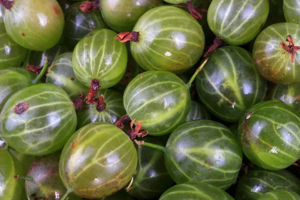 Muchas frutas de grosella verde — Foto de Stock