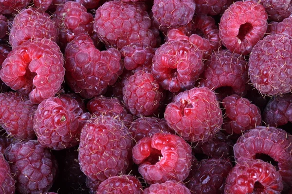 Many raspberry at day — Stock Photo, Image