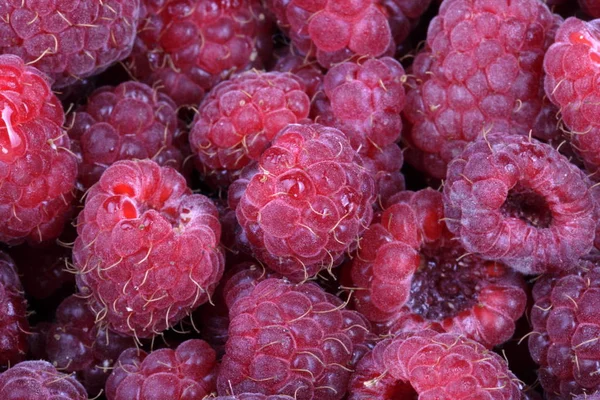 Many raspberry at day — Stock Photo, Image