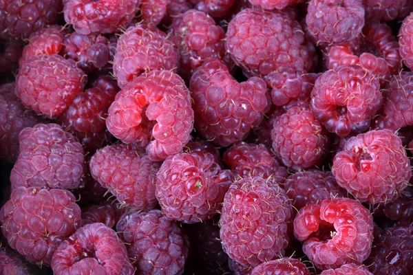 Many raspberry at day — Stock Photo, Image