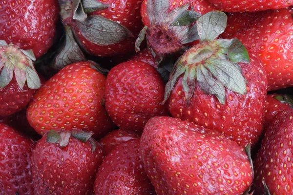 Viele rohe rote Erdbeeren — Stockfoto