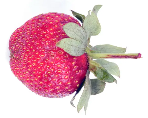 Eine rohe rote Erdbeere — Stockfoto