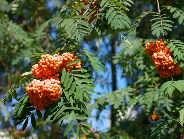 Kuru ve güneşli bir günde Ashberry