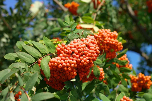 Ashberry at dry sunny day — Stock Photo, Image