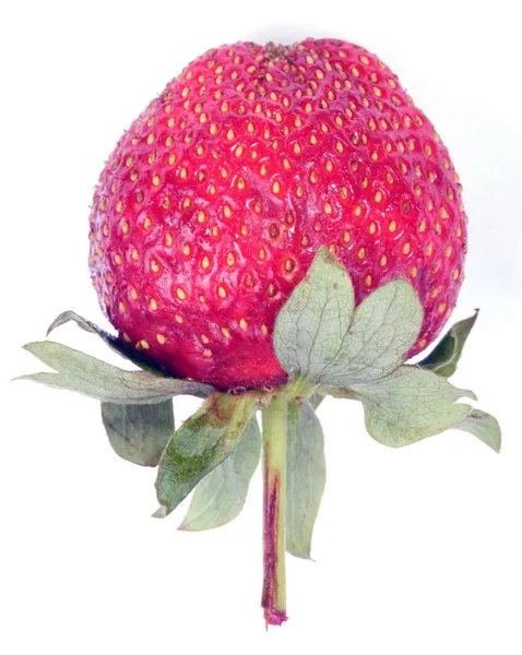Una fresa roja cruda —  Fotos de Stock