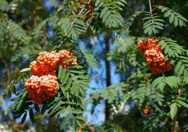 Kuru ve güneşli bir günde Ashberry