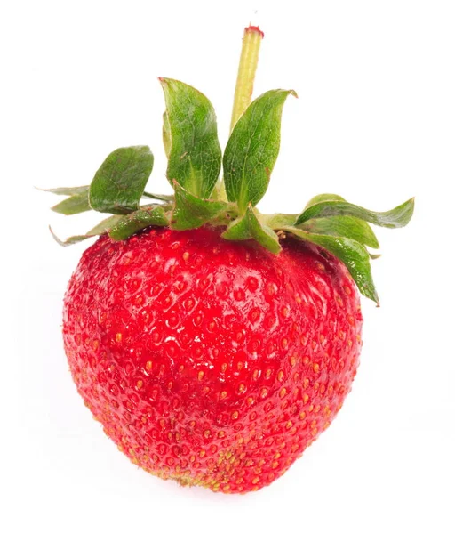 Jedna surowa czerwona truskawka — Zdjęcie stockowe