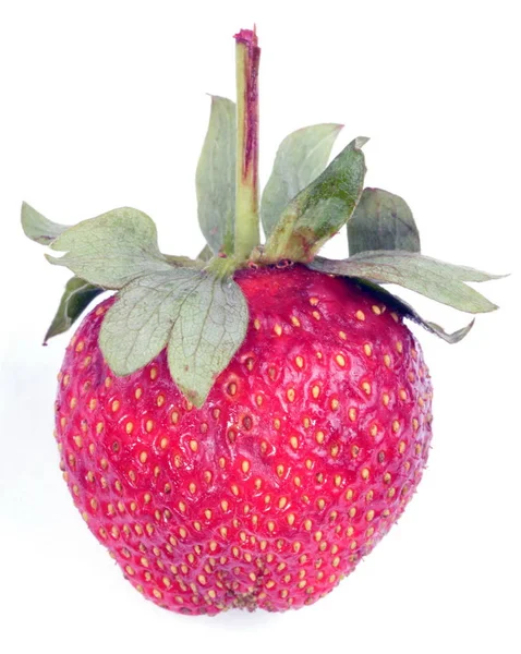 Eine rohe rote Erdbeere — Stockfoto