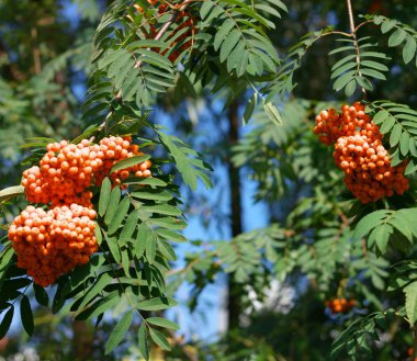 Kuru ve güneşli bir günde Ashberry