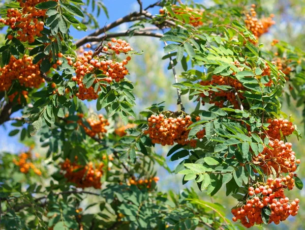 Ashberry op droge zonnige dag — Stockfoto