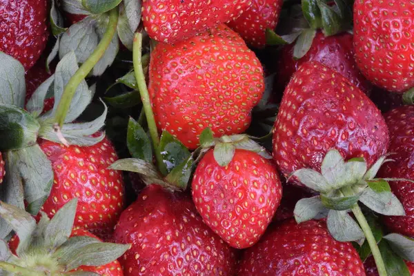 Viele rohe rote Erdbeeren — Stockfoto