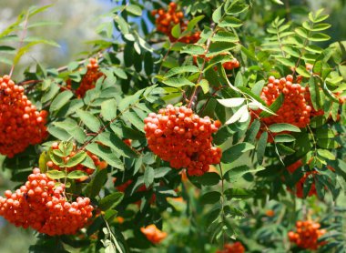 Kuru ve güneşli bir günde Ashberry
