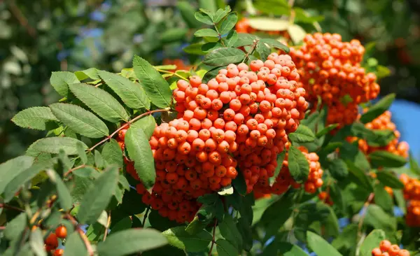 Ashberry a giorno soleggiato secco — Foto Stock