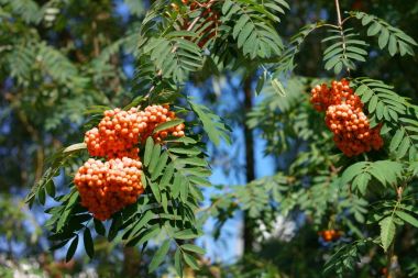 Kuru ve güneşli bir günde Ashberry